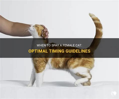 how much to get female cat fixed