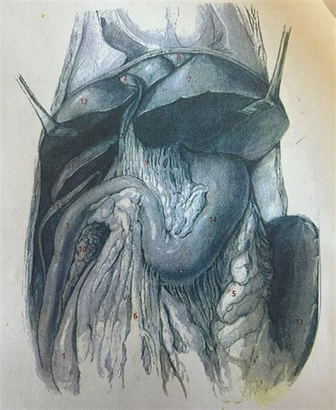 Cat Dissection Figure 32 Diagram Quizlet