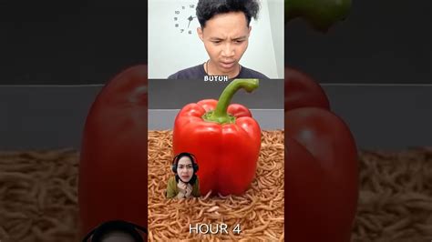 ULATNYA BANYAK 😱 - YouTube