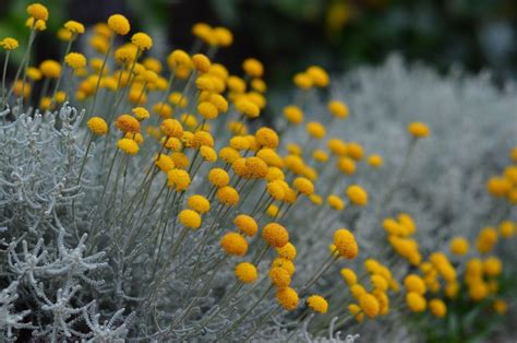 Santolina: varieties, planting & propagation - Plantura