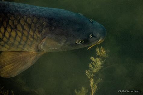 Giant catfish 1 Photograph by Sandra Nesbit | Pixels