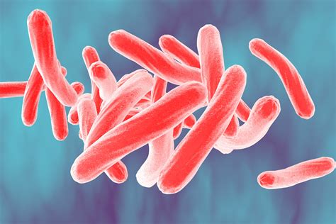 Mycobacterium tuberculosis | Microbiology Society 