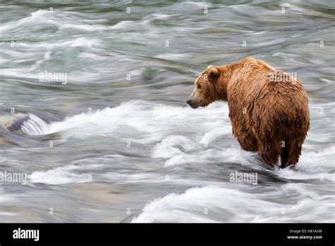 Grizzly Bear Ursus Arctos Horribilis Foraging For Salmon Brooks