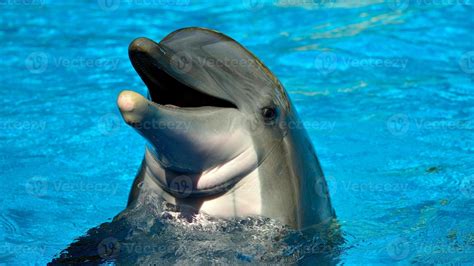 Funny Dolphin Stock Photos, Images and Backgrounds for Free Download