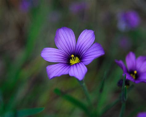 Selecting Native Wildflowers | Curbstone Valley