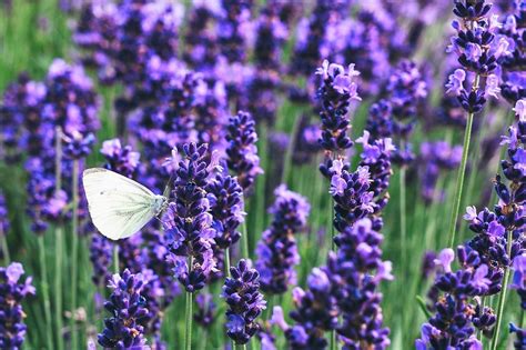 Tipos De Flores Moradas Y Sus Nombres Flores Moradas Tipos Porn Sex