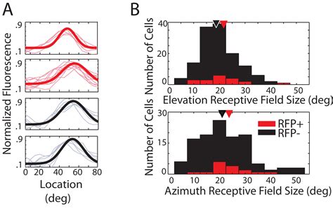 Response features of parvalbumin-expressing interneurons suggest ...
