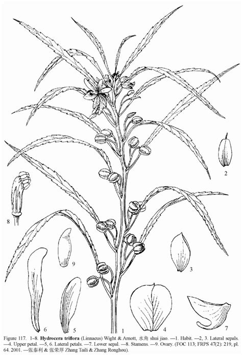 Topo Imagem Impatiens Balsamina Floral Diagram Br Thptnganamst Edu Vn