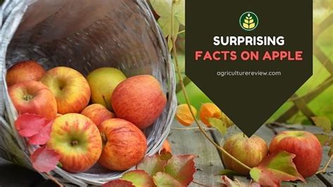 Facts On Apple Surprising Facts About Apples Agriculture Review