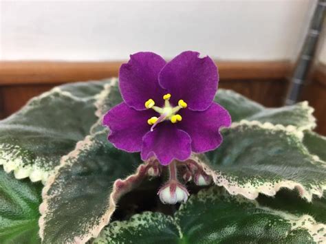 Buckeye Claret Wine African Violets Saintpaulia African