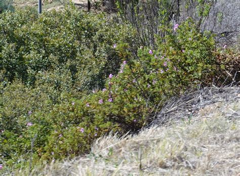 Oak Leaved Geranium From Calitzdorp To Avontuur Via Oudtshoorn And