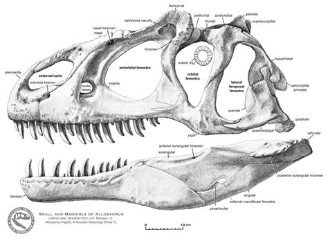 Prehistoric Animals Dinosaur Illustration Skull Anatomy