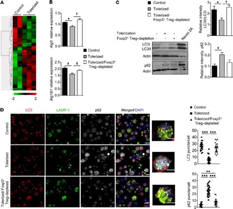 Foxp3 Tregmediated Tolerance Regulates Autophagy In DCs A