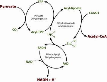 Pyruvate Dehydrogenase Complex