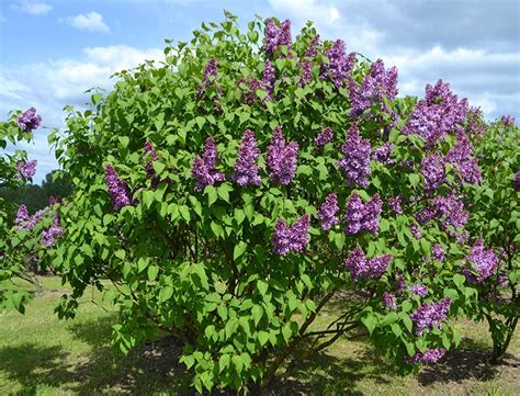 Common Lilac Guide How To Grow Care For Syringa Vulgaris