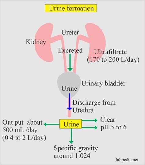 Way To Simplify Urine Formation Process Urine Analysis – Part 2 – Urine ...