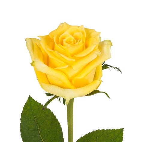 Experts explain how to grow the perfect yellow rose at home 16