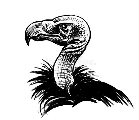 Vulture bird stock illustration. Illustration of vulture - 264443614