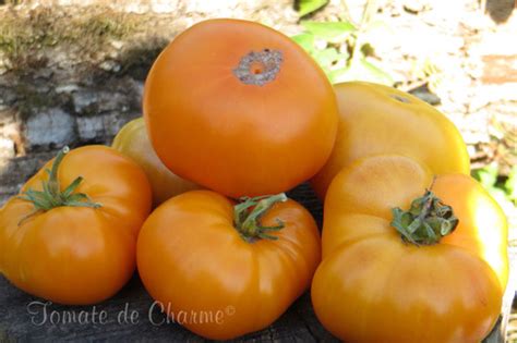 Blazing Beauty Tomate De Charme