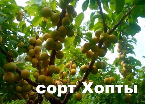 Слива желтая Хопты: описание сорта, опылители, фото, характеристики ...