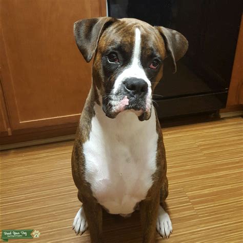 Beautiful Brindle Boxer Stud Dog In Georgia Ga Qatar Breed Your Dog