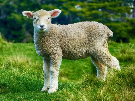 2,000+ Free Lamb & Sheep Images - Pixabay