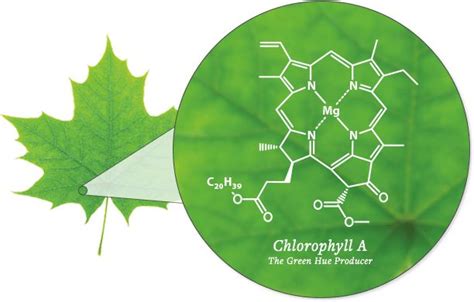 Chlorophyll Diagram