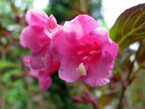 Вейгела Нана Пурпуреа (Weigela florida Nana Purpurea)