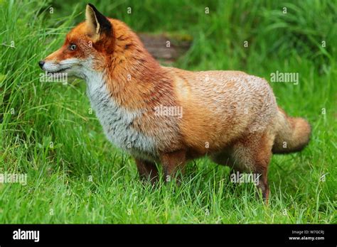 Bushy Tail Fox