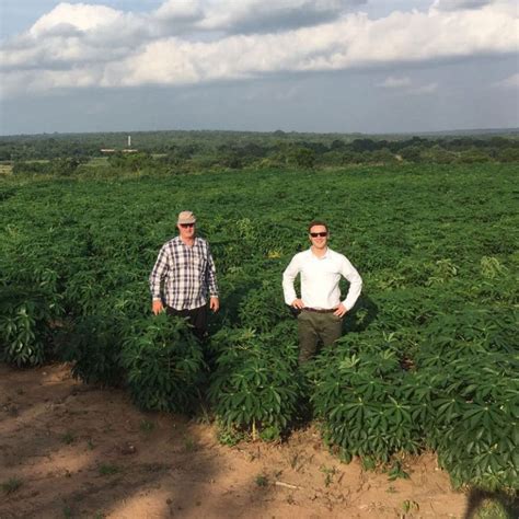 News Building A Sustainable Integrated Seed System For Cassava In