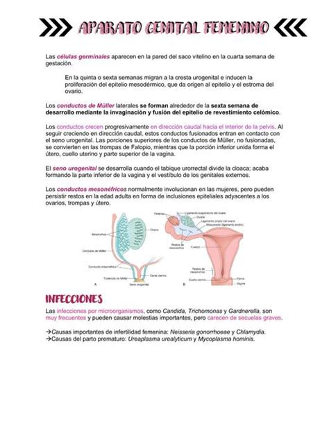 Patolog As Del Aparato Genital Femenino Valrauda Udocz