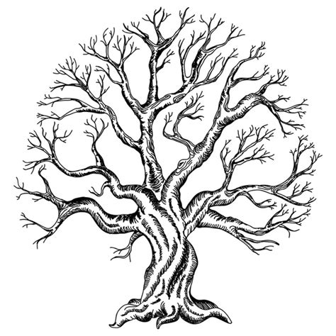 Arbre Dessin Images Vectorielles Arbre Dessin Vecteurs Libres De