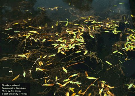 | Center for Aquatic and Invasive Plants | University of Florida, IFAS