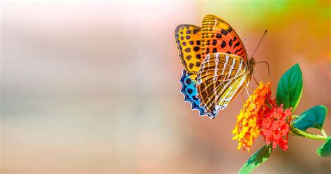 Butterfly 4K HD Wallpapers - Top Free Butterfly 4K HD Backgrounds ...