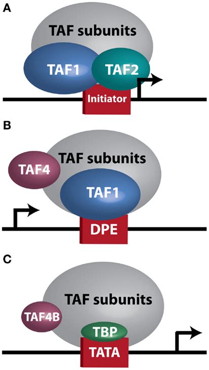 Tfiid Sub Complexes Arrows Indicate Transcription Start Site A A