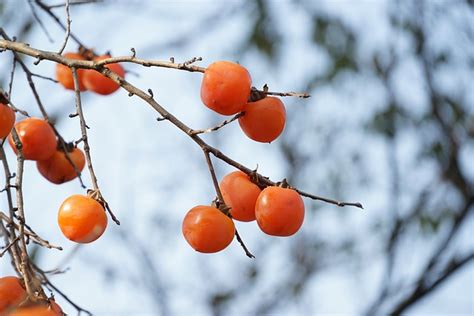 50+ Edible Wild Berries & Fruits ~ A Foragers Guide