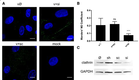 Inhibition Of Zikv Entry To Clathrin Depleted Cells A Confocal