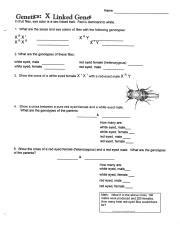 Understanding X Linked Genes In Fruit Flies Eye Color And Sex Course