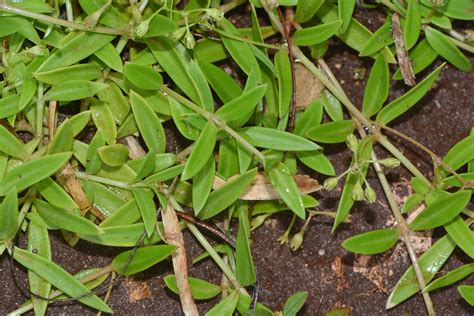 Pentodon pentandrus - Изображение особи - Плантариум