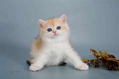 Питомник британских кошек Creambel