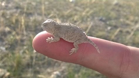 Wyoming State Reptile Horned Lizard