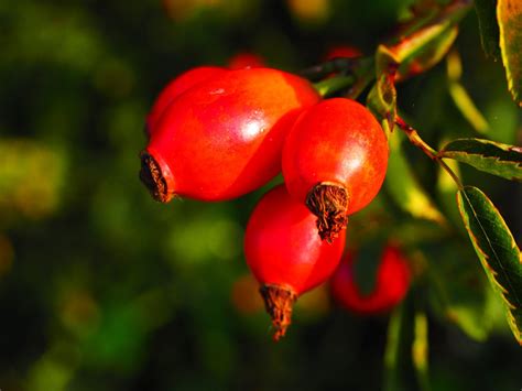 Шиповник Фото Ягода В Разрезе – Telegraph