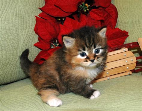 Hypoallergenic Siberian Christmas kittens in July - Croshka Siberians
