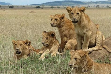 Day Mid Range Safari Lake Manyara Serengeti And Ngorongoro