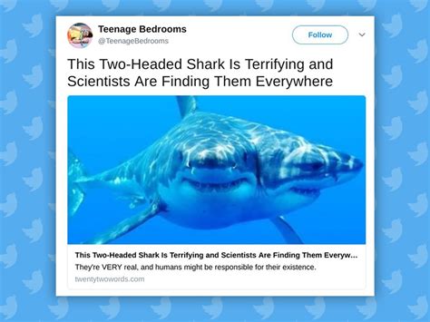 Shark With Two Heads