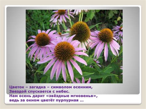 Лекарственные травы - презентация онлайн