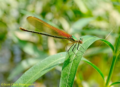 Focus on Biodiversity | Albemarle County, VA