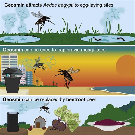 Scientists Bait Mosquitoes With One Of Earths Most Common Scents Fiu