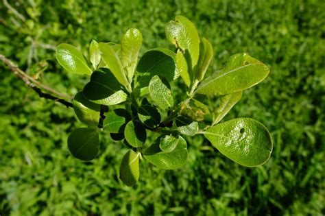 Salix Caprea Goat Or Pussy Willow
