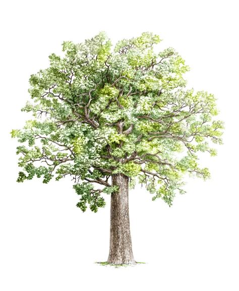 A Drawing Of A Tree With Green Leaves